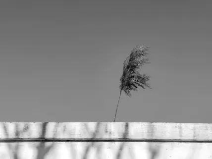 카지노 나폴리 모바일 앱